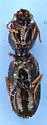 Dyschirius erythrocerus - photo 4
