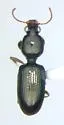 Dyschirius erythrocerus - photo 5