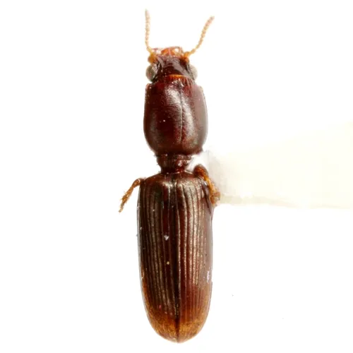 Dyschirius exochus - Dyschirius exochus