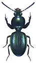 Dyschirius globosus - Dyschirius globosus