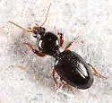 Dyschirius globulosus - photo 2
