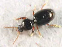 Dyschirius globulosus - photo 3
