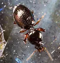 Dyschirius globulosus - photo 4