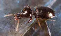 Dyschirius globulosus - photo 5