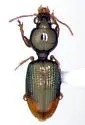 Dyschirius haemorrhoidalis - photo 2