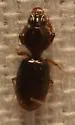 Dyschirius haemorrhoidalis - photo 3
