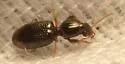 Dyschirius haemorrhoidalis - photo 4