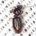 Dyschirius haemorrhoidalis - photo 5