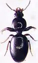 Dyschirius hiemalis - Dyschirius hiemalis