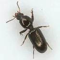 Dyschirius larochellei - Dyschirius larochellei