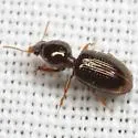 Dyschirius larochellei - photo 2