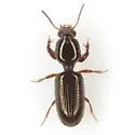 Dyschirius larochellei - photo 3