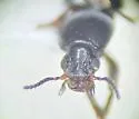 Dyschirius montanus - photo 2