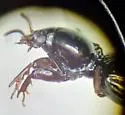 Dyschirius montanus - photo 3