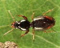 Dyschirius pilosus - photo 2