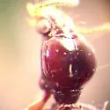 Dyschirius pilosus - photo 4