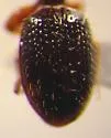 Dyschirius pilosus - photo 5