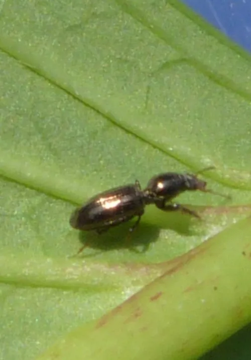 Dyschirius politus - photo 2