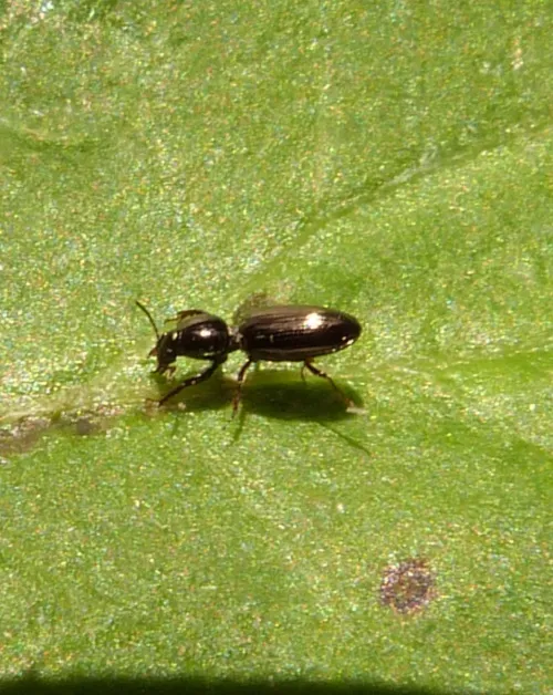 Dyschirius politus - photo 3