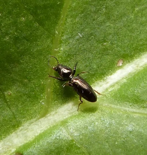 Dyschirius politus - photo 4