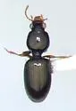 Dyschirius pumilus