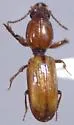 Dyschirius salivagans - Dyschirius salivagans