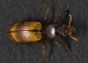 Dyschirius sellatus