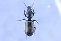 Dyschirius sphaericollis - Dyschirius sphaericollis