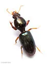 Dyschirius sublaevis - photo 2