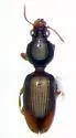 Dyschirius terminatus - Dyschirius terminatus