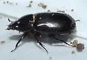 Dyscinetus laevicollis