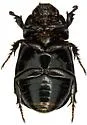 Dyscinetus laevicollis - photo 2