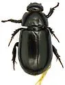 Dyscinetus laevicollis - photo 4