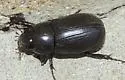 Rice Beetle - photo 2