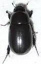 Rice Beetle - photo 3
