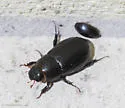 Rice Beetle - photo 4