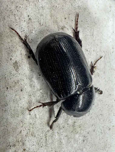 Dyscinetus picipes
