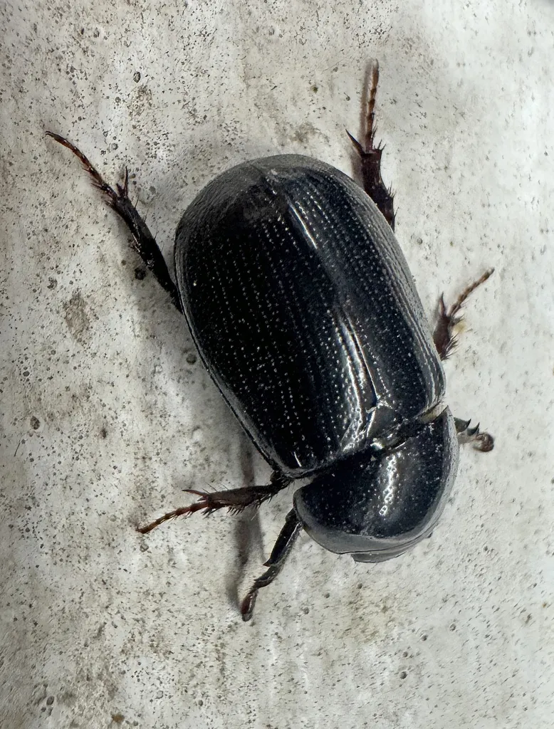 Dyscinetus picipes - photo 2
