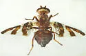 Dyscrasis hendeli - photo 3
