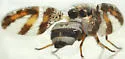 Dyscrasis hendeli - photo 4