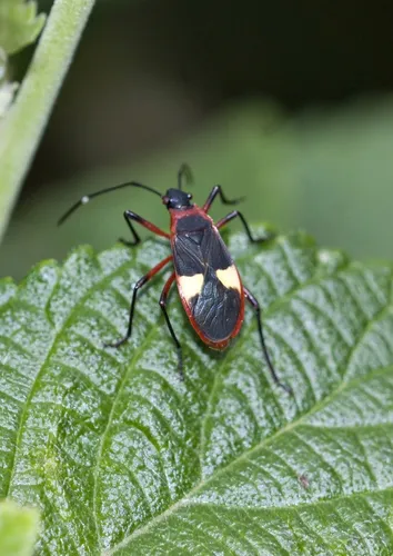 Dysdercus albofasciatus