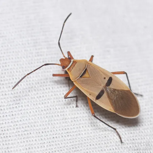 Dysdercus bimaculatus - photo 2