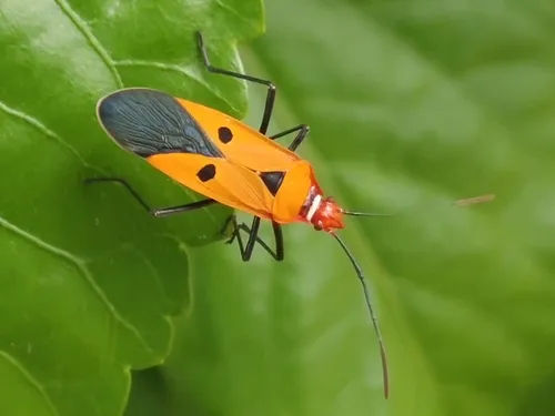 Indian Cotton Stainer