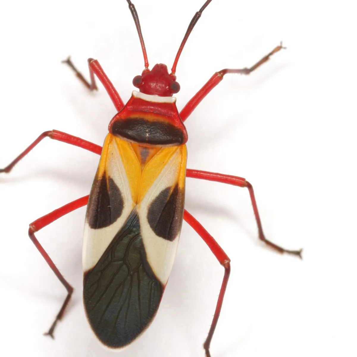 Pale Red Bug - photo 3