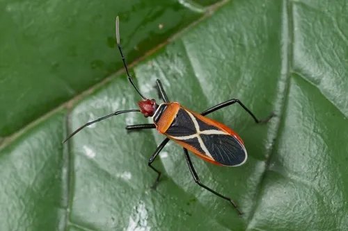 Dysdercus decussatus