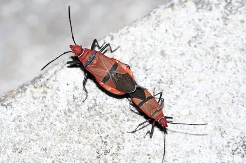 African Cotton Stainer