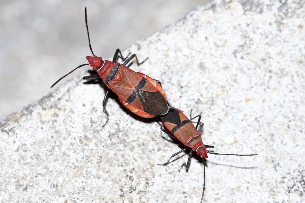 African Cotton Stainer - photo 2
