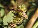 Dysdercus obliquus