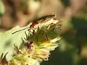 Dysdercus obliquus - photo 2