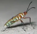 Dysdercus obliquus - photo 4